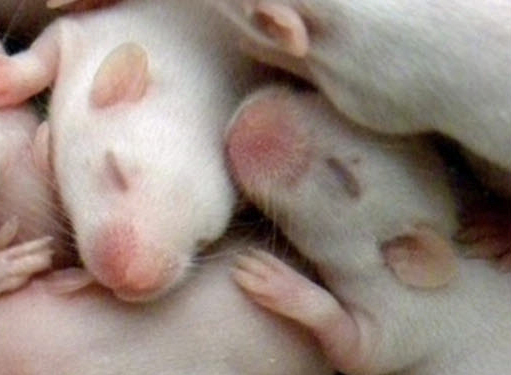 mouse bavbies1-11-2014 7-10-59 PM